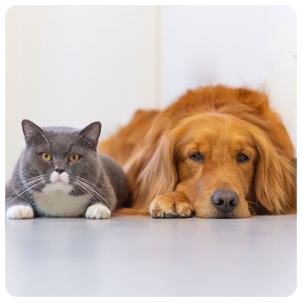 cat and dog