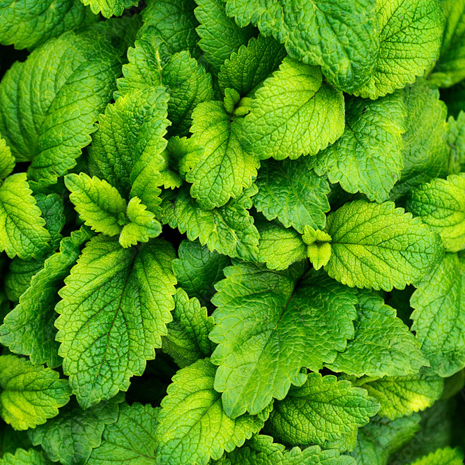 Mint Vs Menthol mint